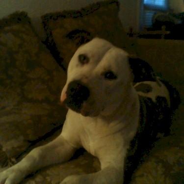 media/Mccoys Patch O Luck Patches Pit Bull.jpg